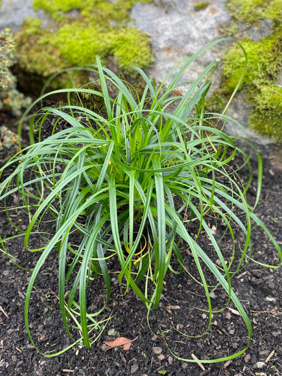 Watson's Greenhouse 