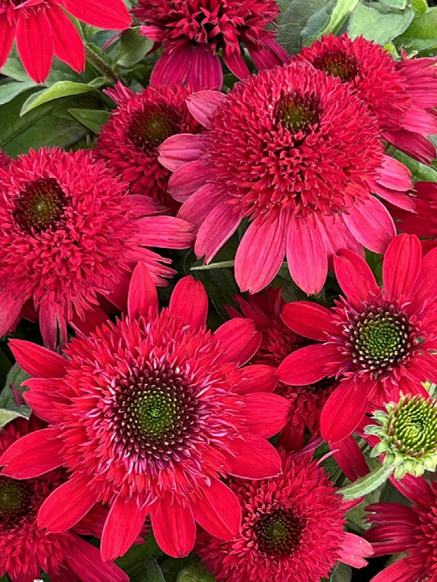 Echinacea Sunny Days Ruby 1G