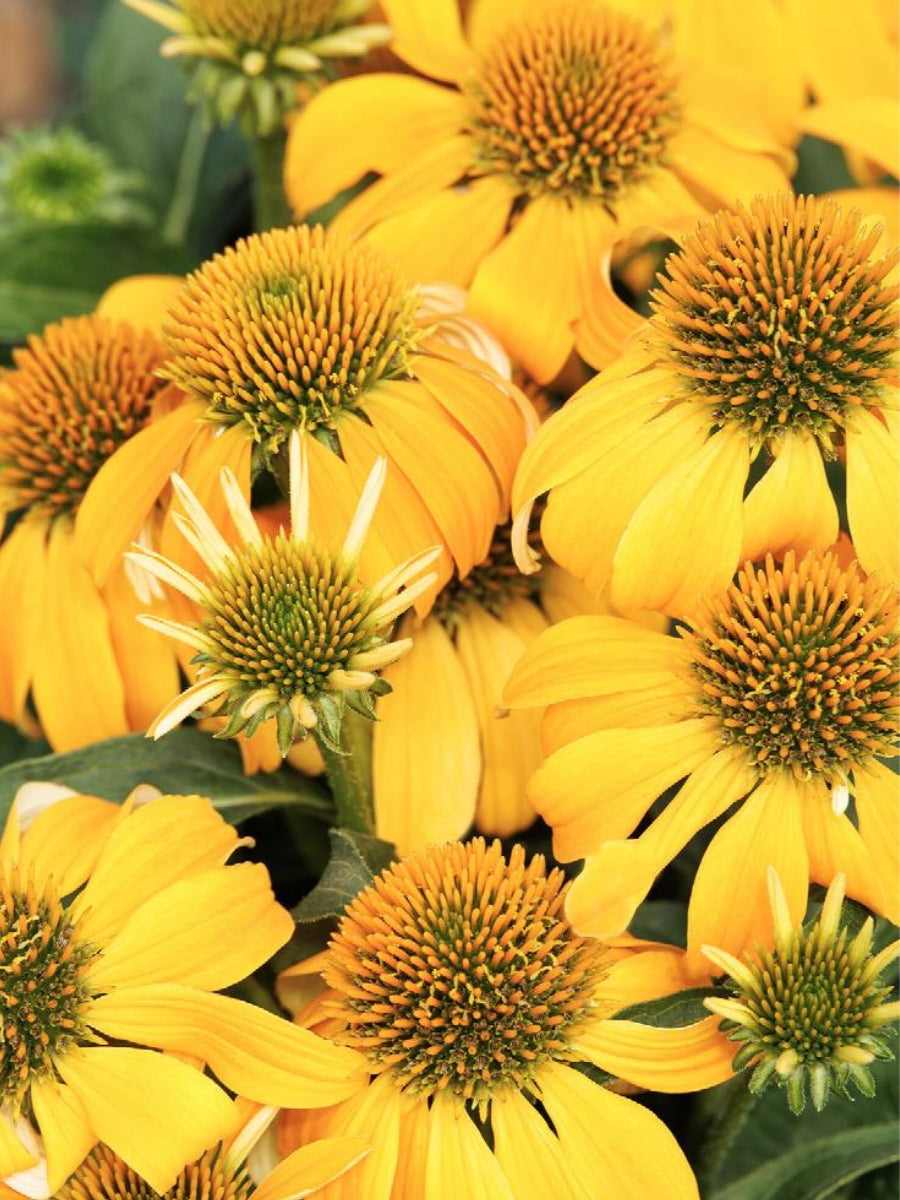 Echinacea Guatemala Gold 1G