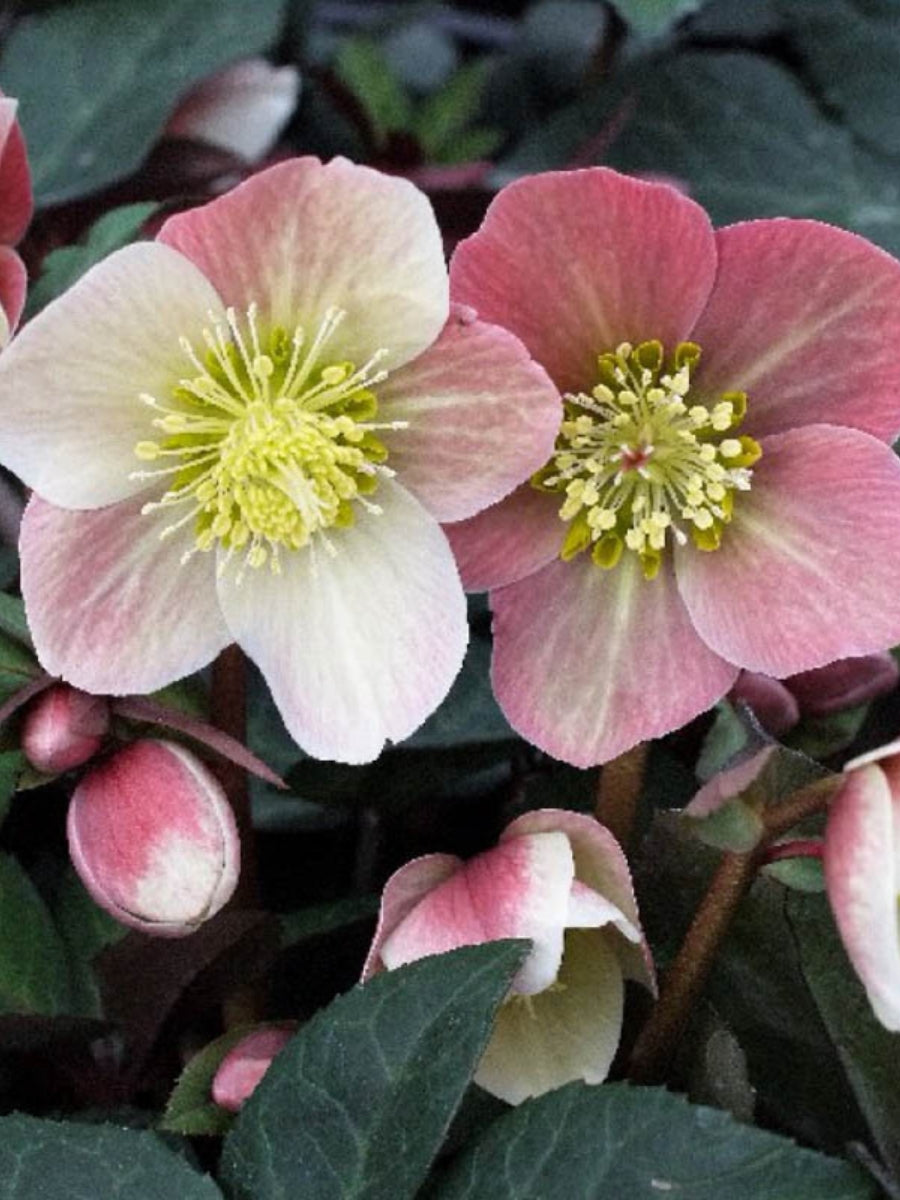 Hellebore 'Merlin' 1G