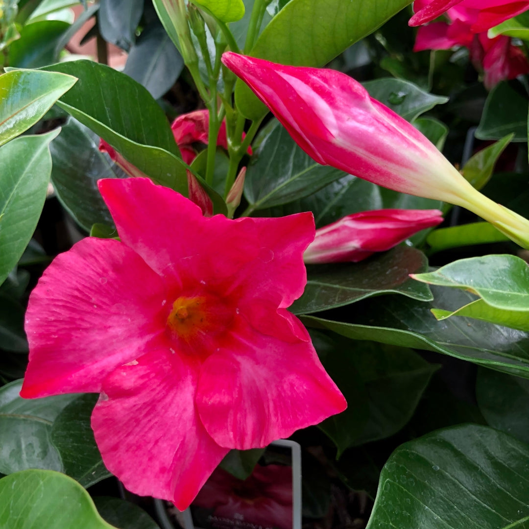 Mandevilla Coral Pink Qt