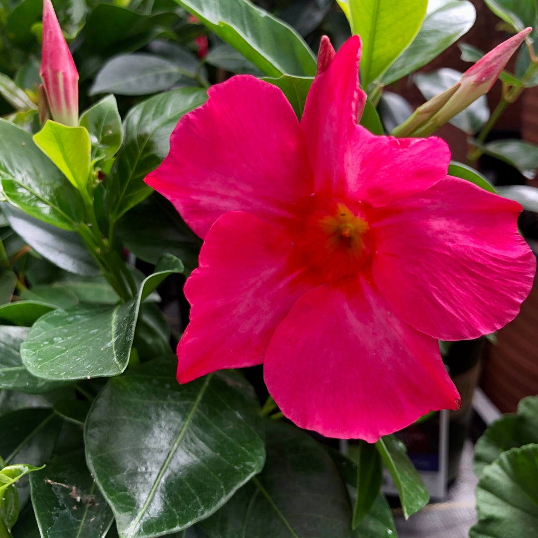 Mandevilla Coral Pink Qt.