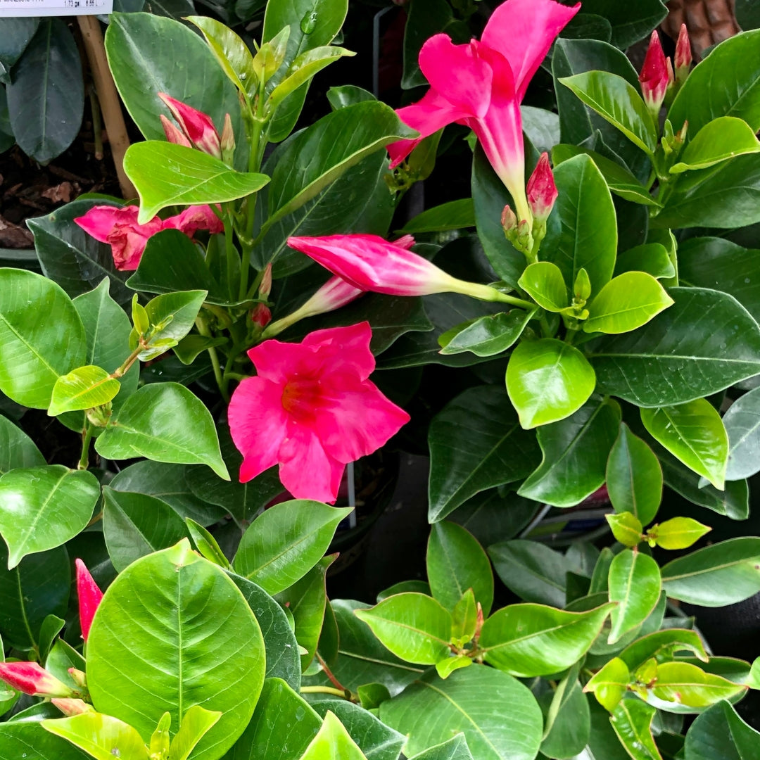 Mandevilla Coral Pink Qt.