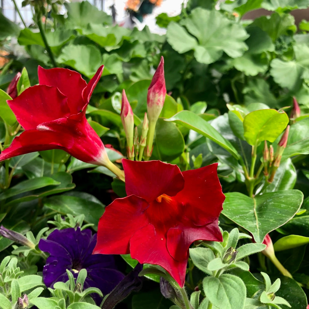 Mandevilla Deep Red Qt