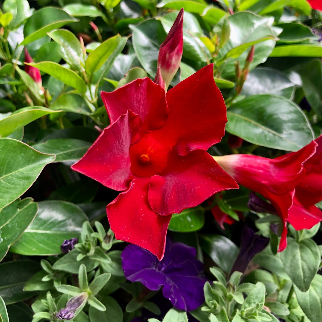 Mandevilla Deep Red Qt