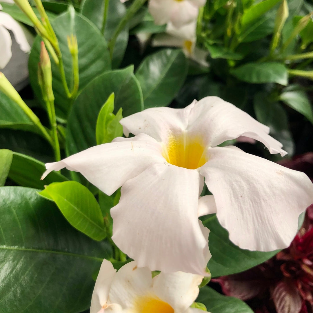 Mandevilla Madinia White Qt