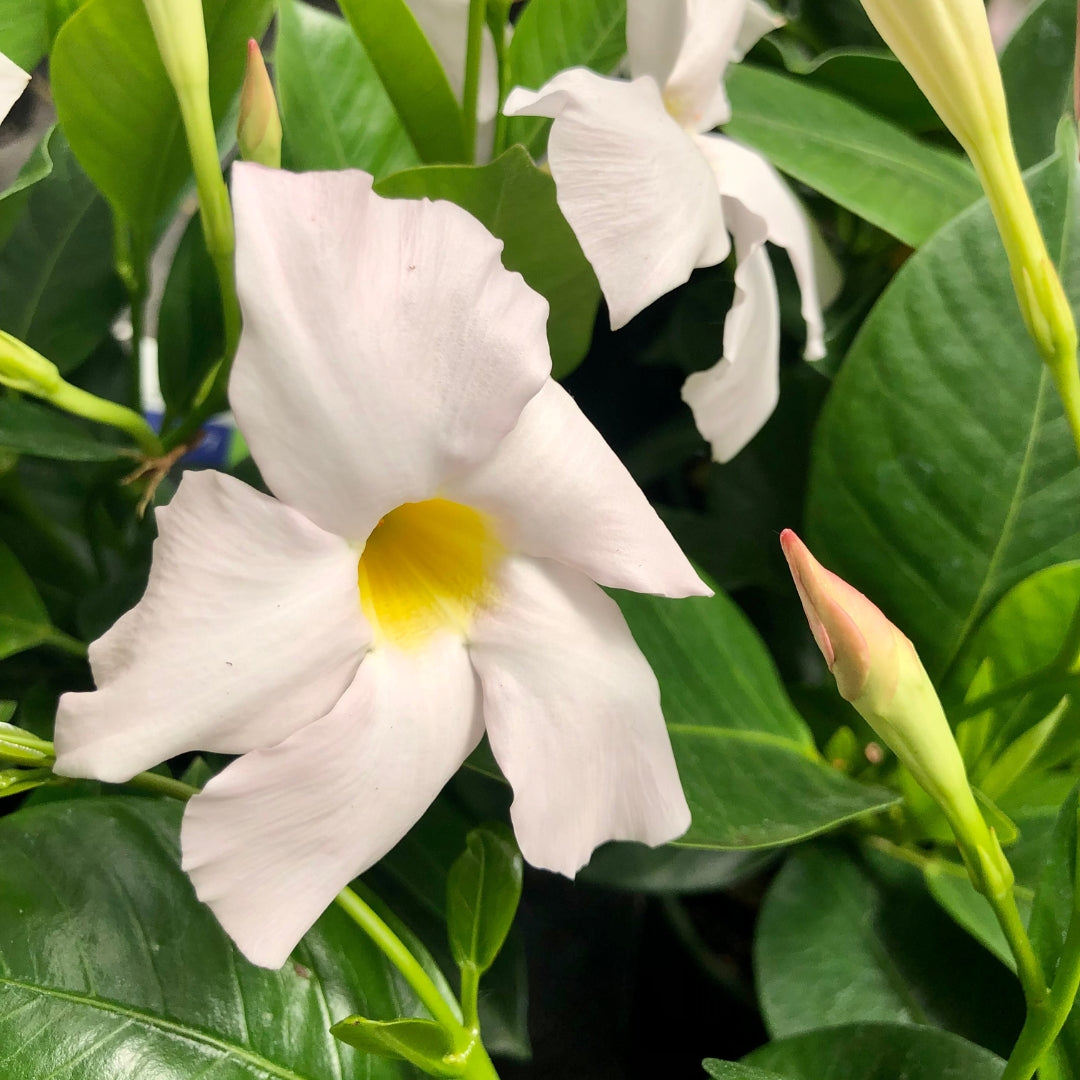 Mandevilla Madinia White Qt