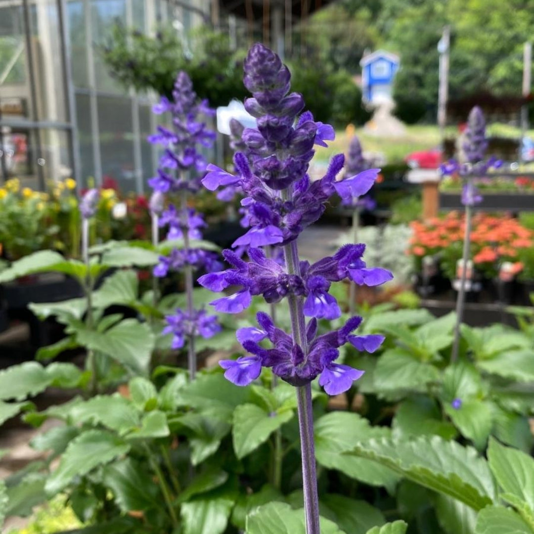 Watson's Greenhouse 