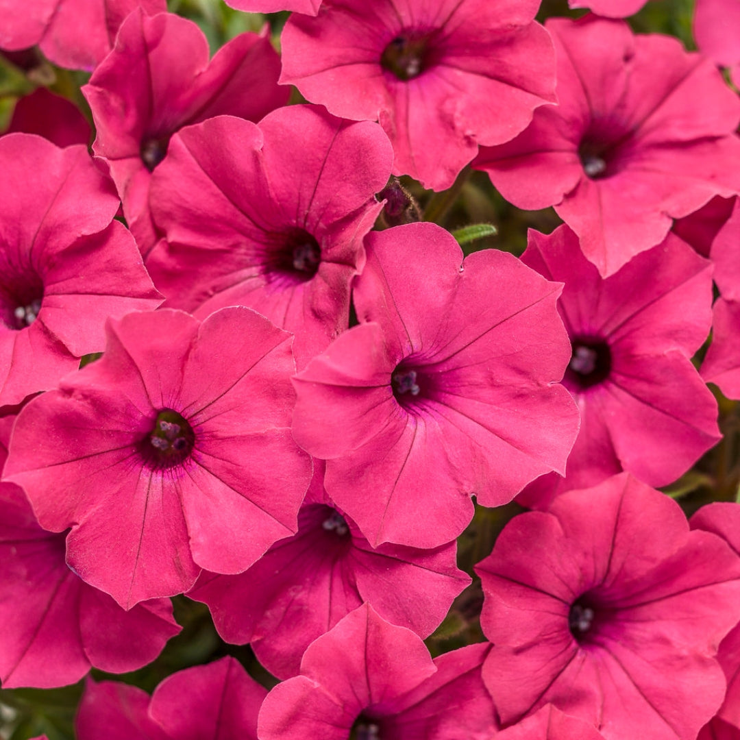 Proven Winners Petunia Supertunia® Vista Fuchsia 4.5"