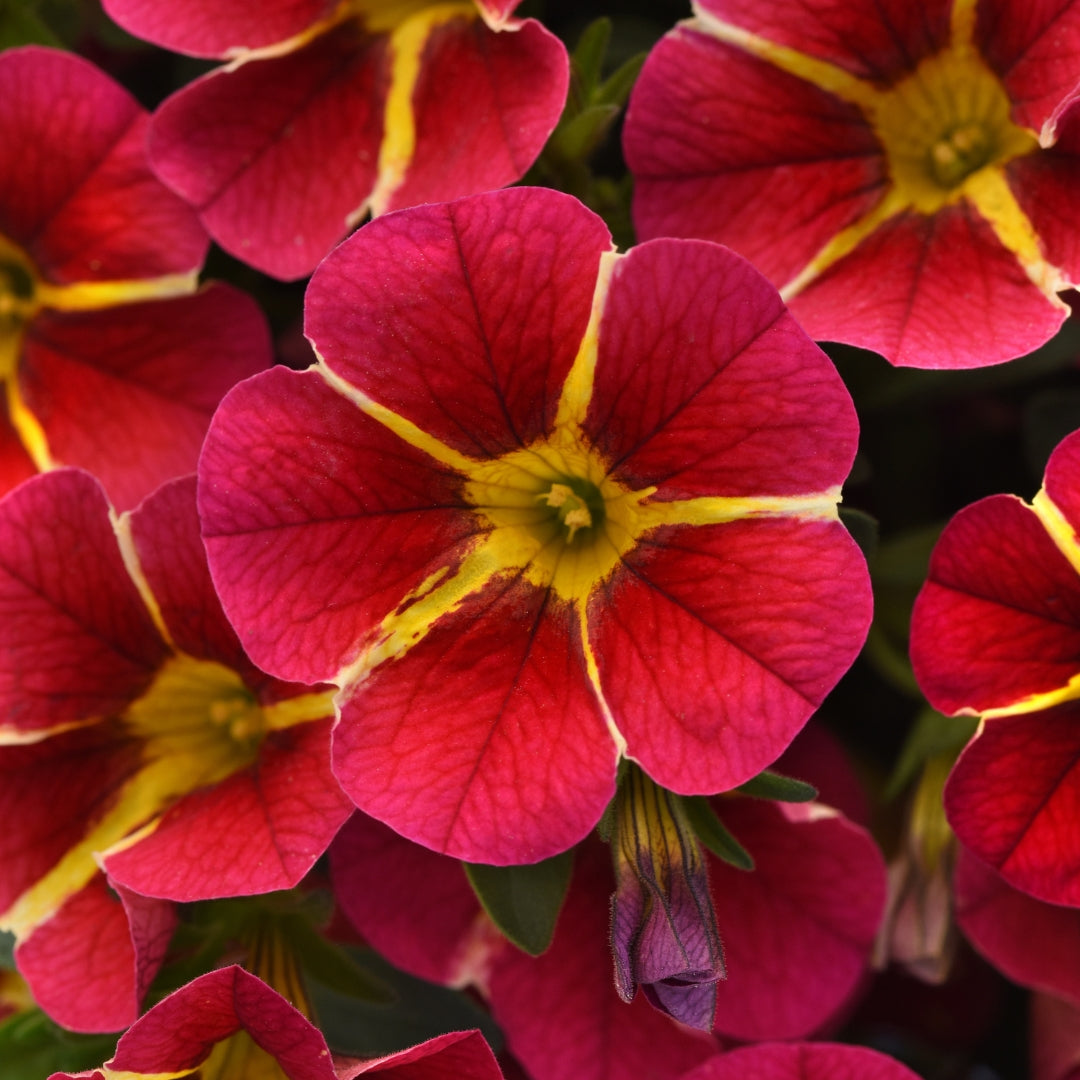 Calibrachoa MiniFamous® Neo Red Hawaii 4