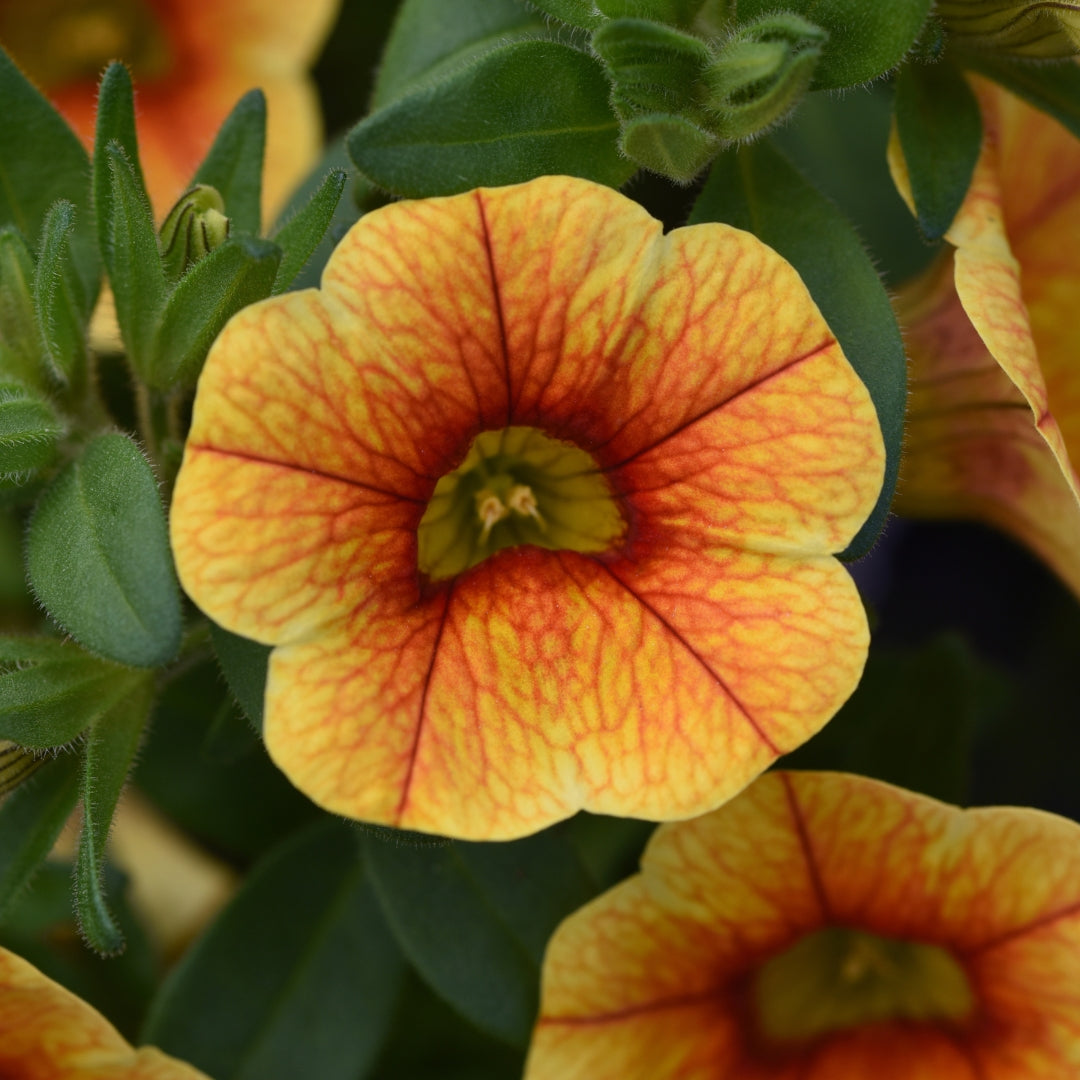 Calibrachoa MiniFamous® Uno Yellow+Red Vein 4
