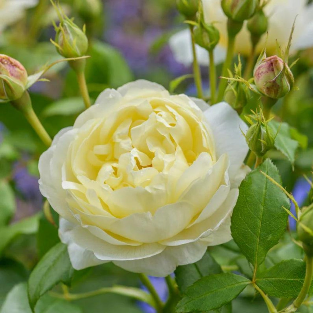 David Austin | English Shrub | Vanessa Bell 3G