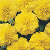 Marigold Bonanza™️ Yellow Pack