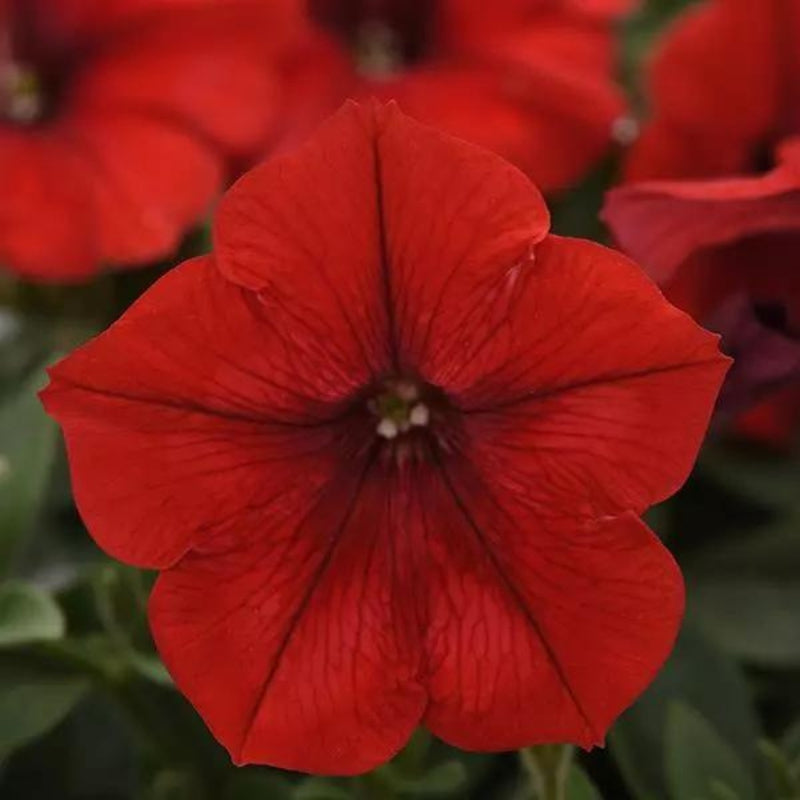 Petunia Easy Wave®️ Red
