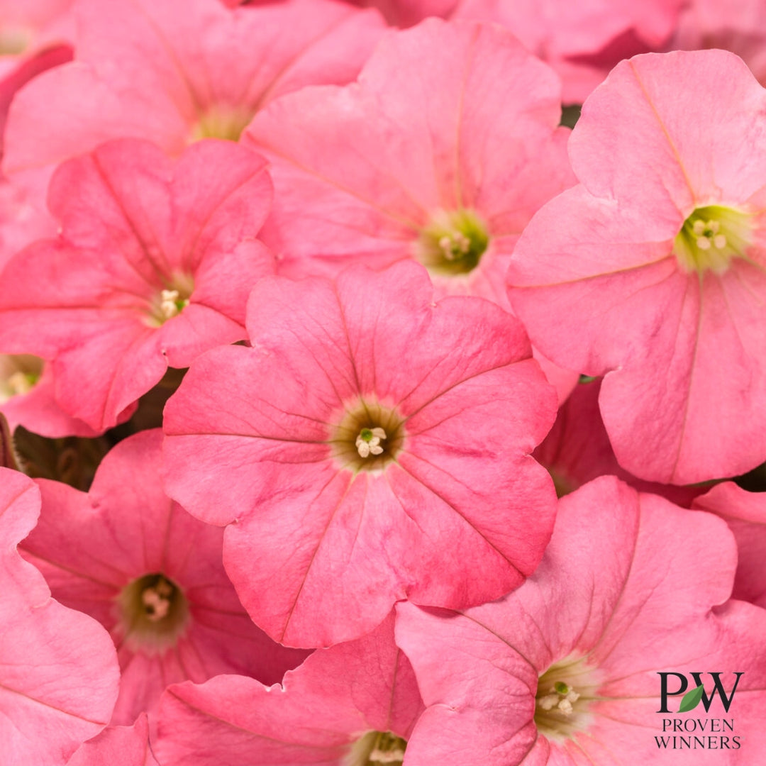 Petunia Supertunia® Bermuda Beach 4.5