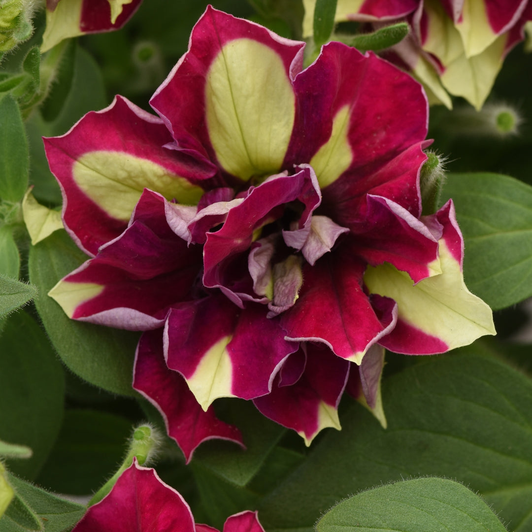Watson's Greenhouse 