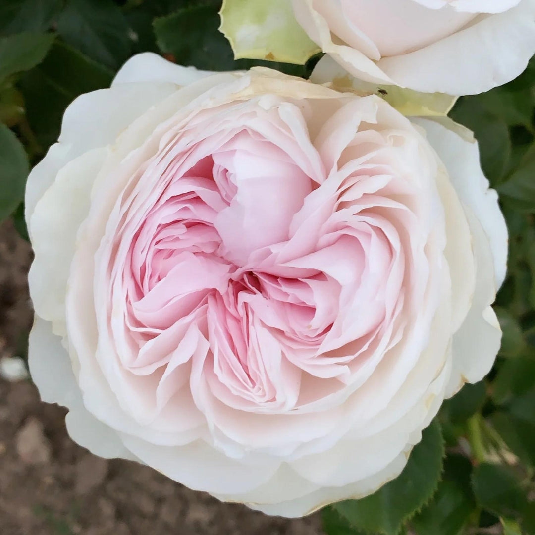 Hybrid Tea | Parfuma Earth Angel