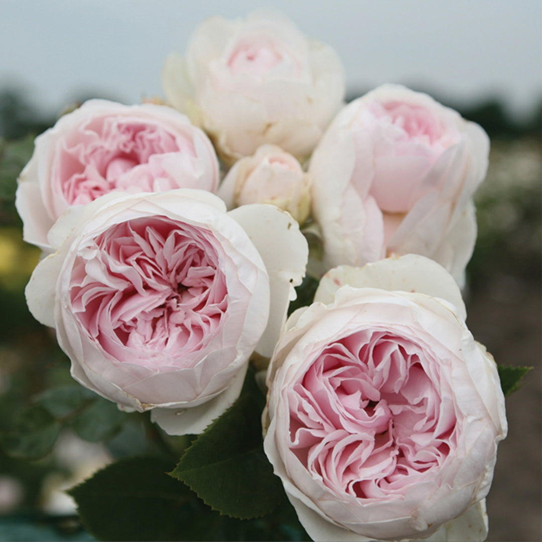 Hybrid Tea | Parfuma Earth Angel