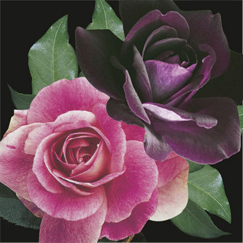 Double Tree Rose 36" | Brilliant Pink Iceberg & Burgundy Iceberg