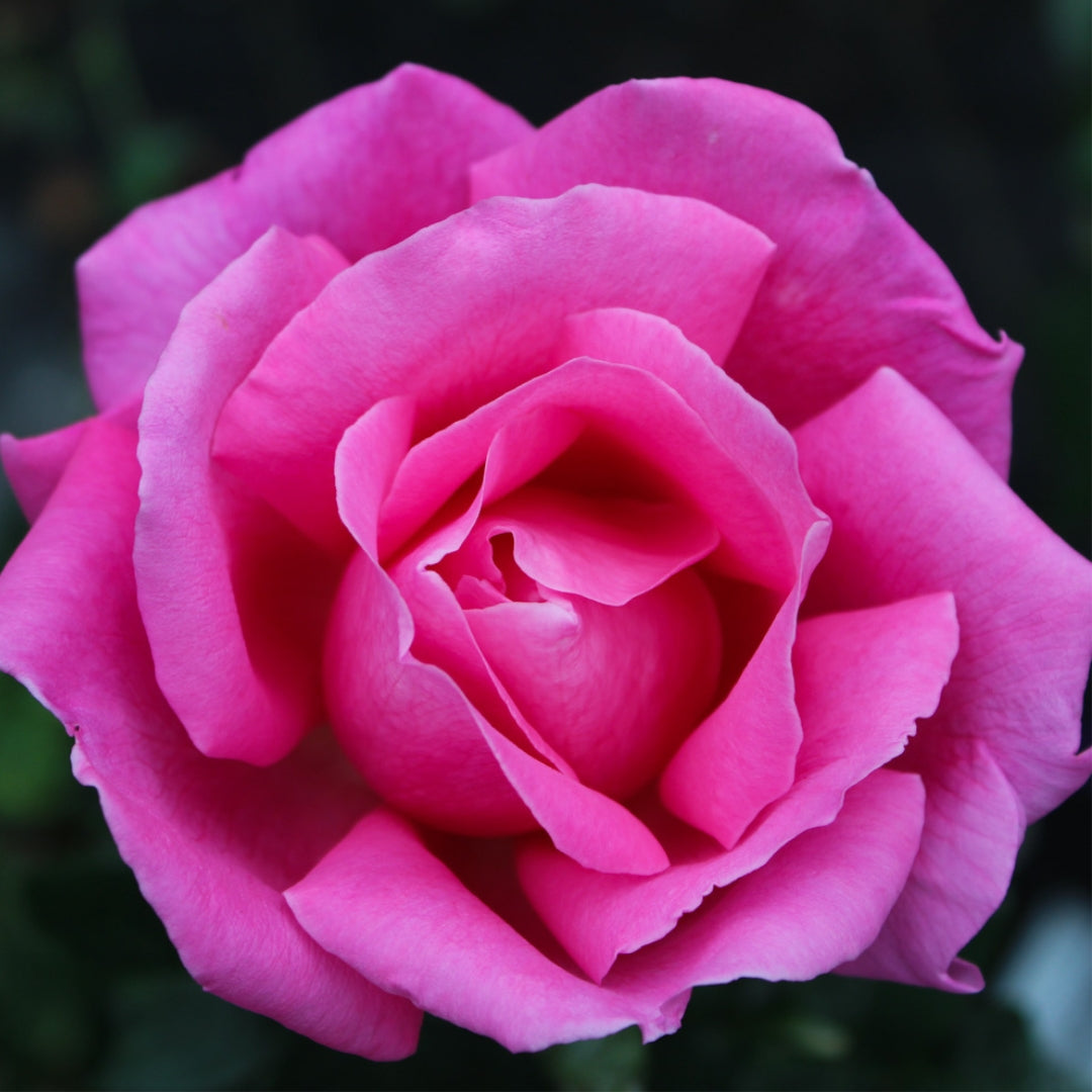 Pink Roses – Watson's Greenhouse