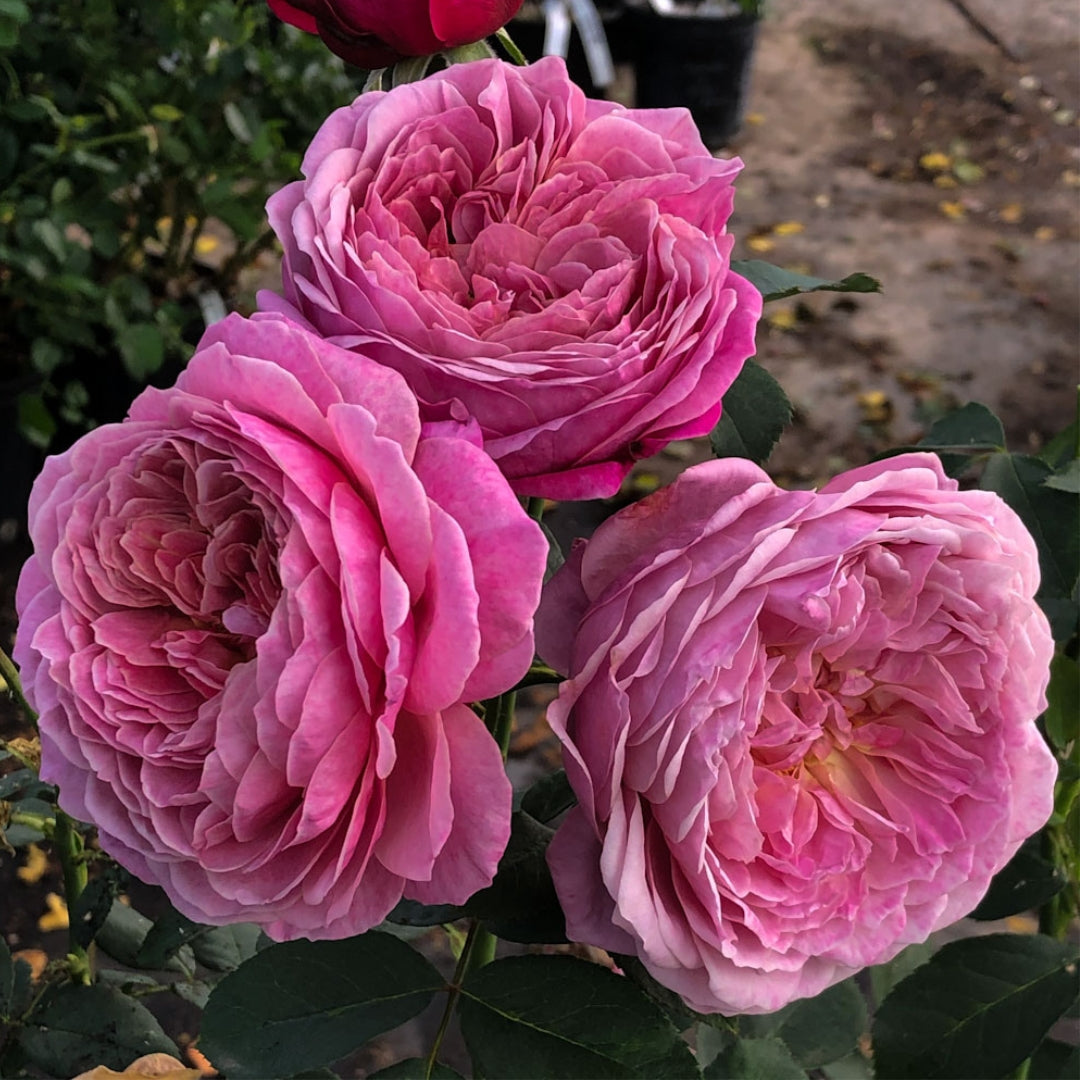 Floribunda | Queen of Elegance