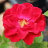 Mini Rose | Ruby Ruby
