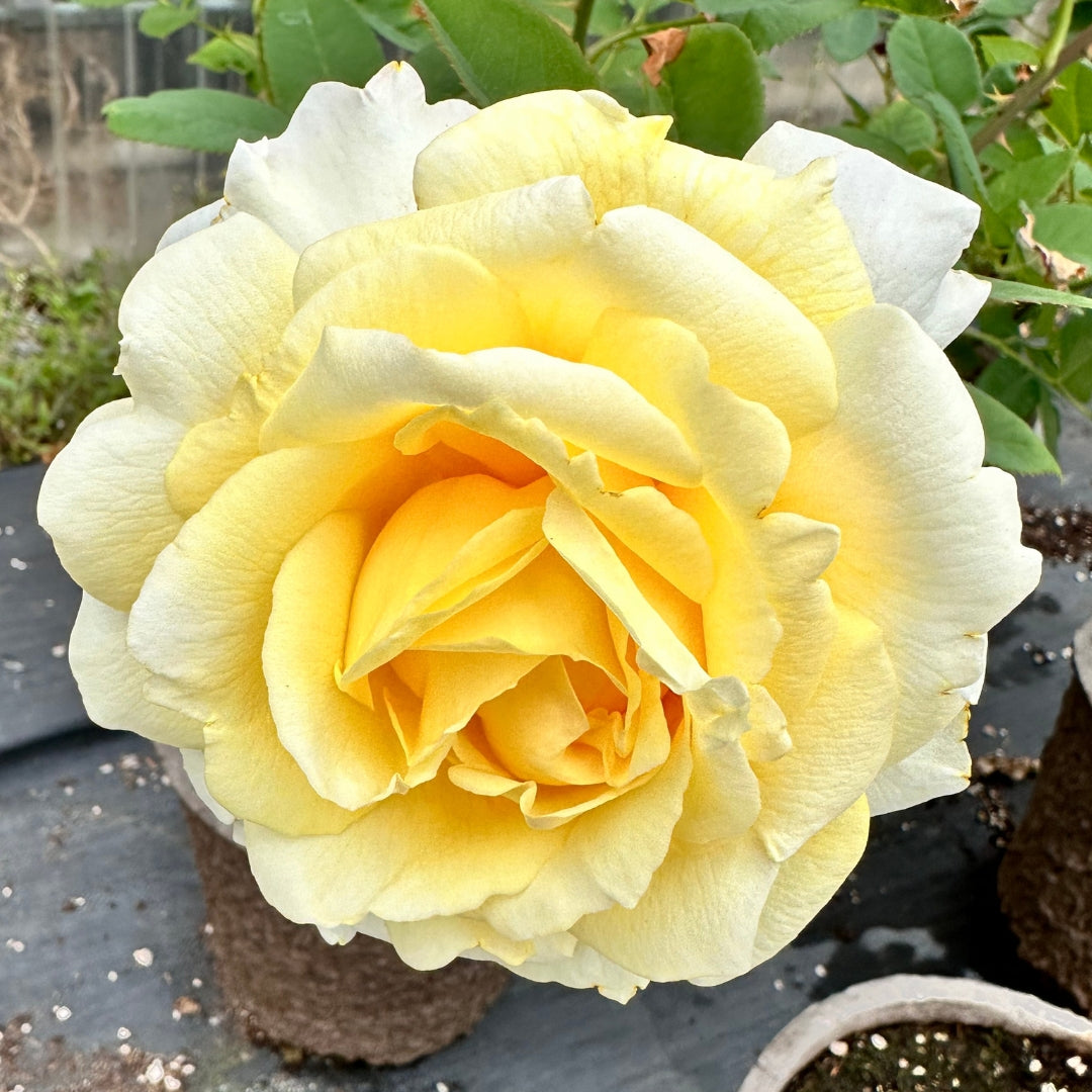 Hybrid Tea | Chantilly Cream