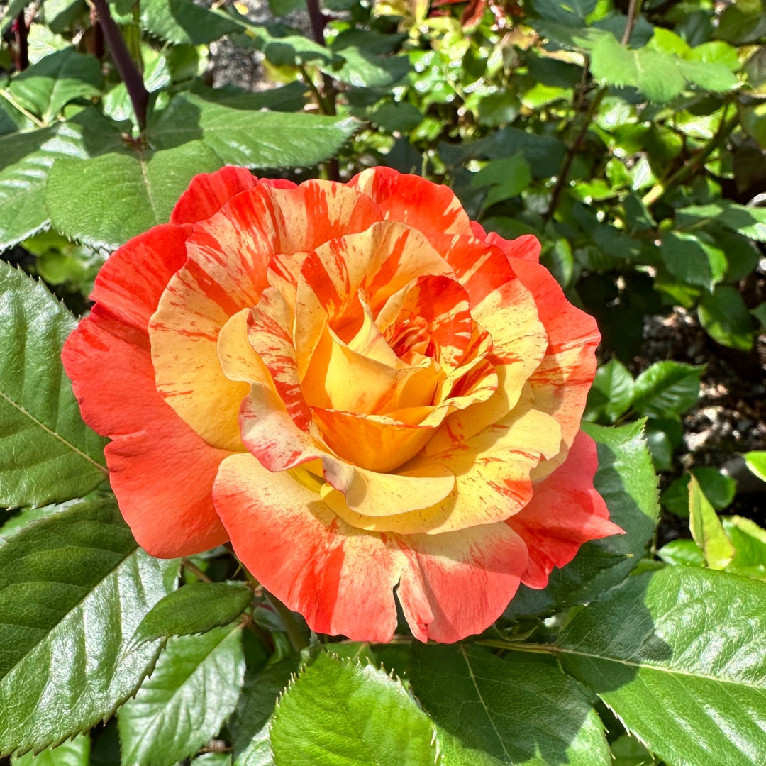 Floribunda | Chihuly