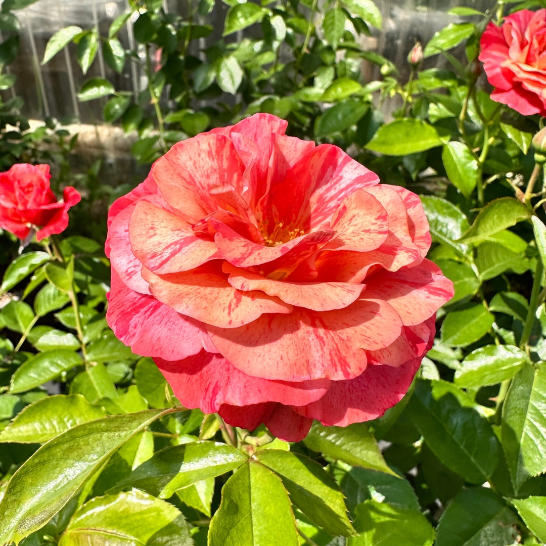 Floribunda | Frida Kahlo