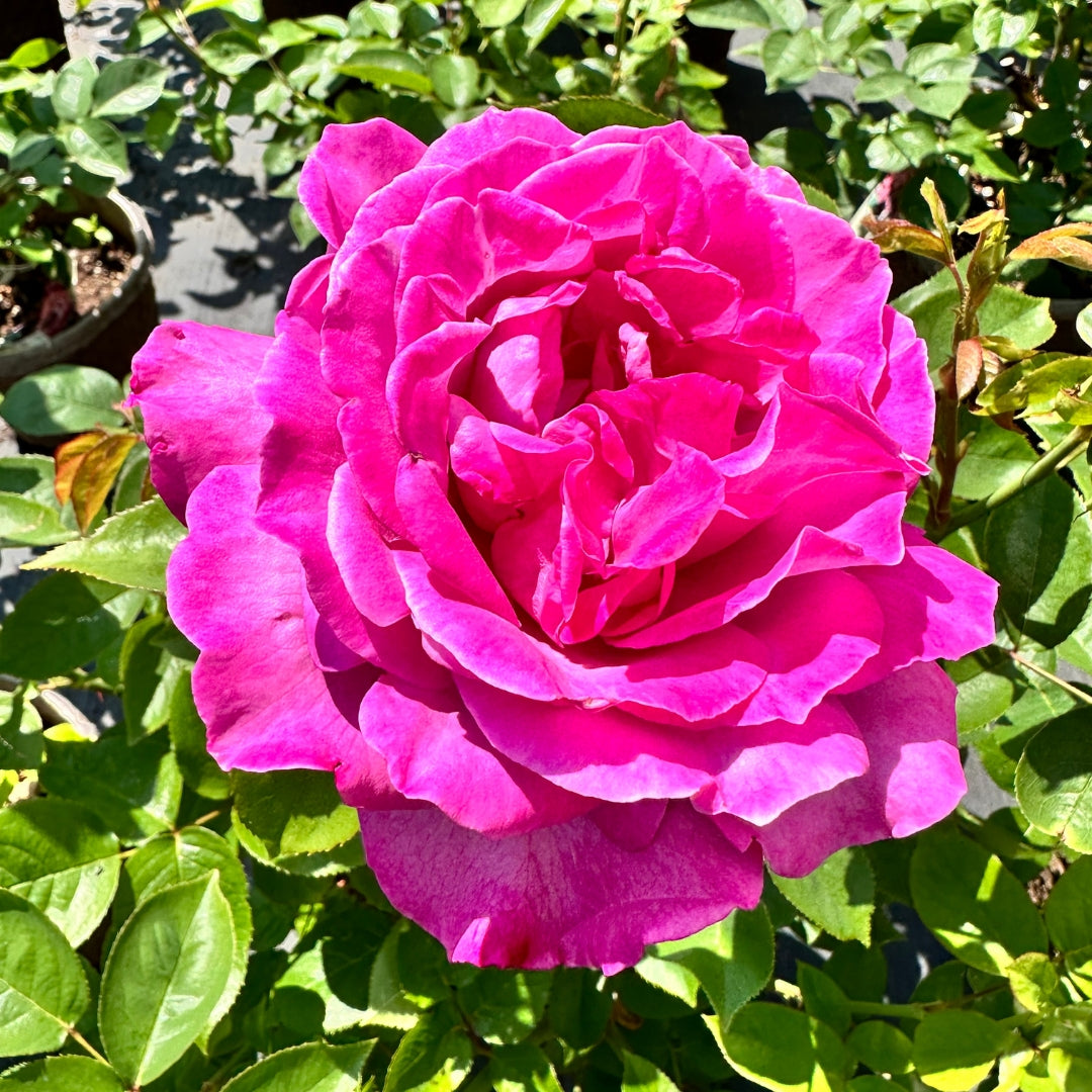 Hybrid Tea | Heirloom