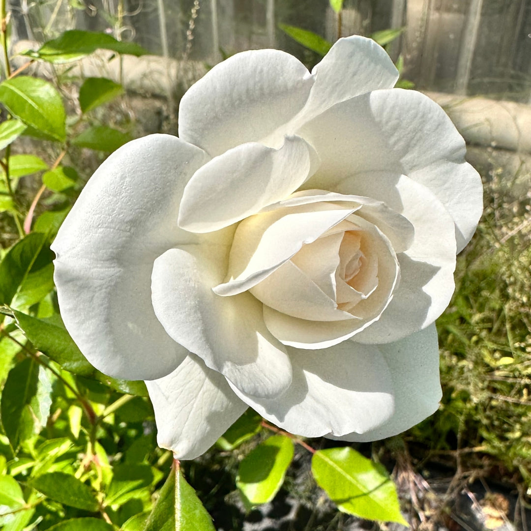 White Roses – Watson's Greenhouse
