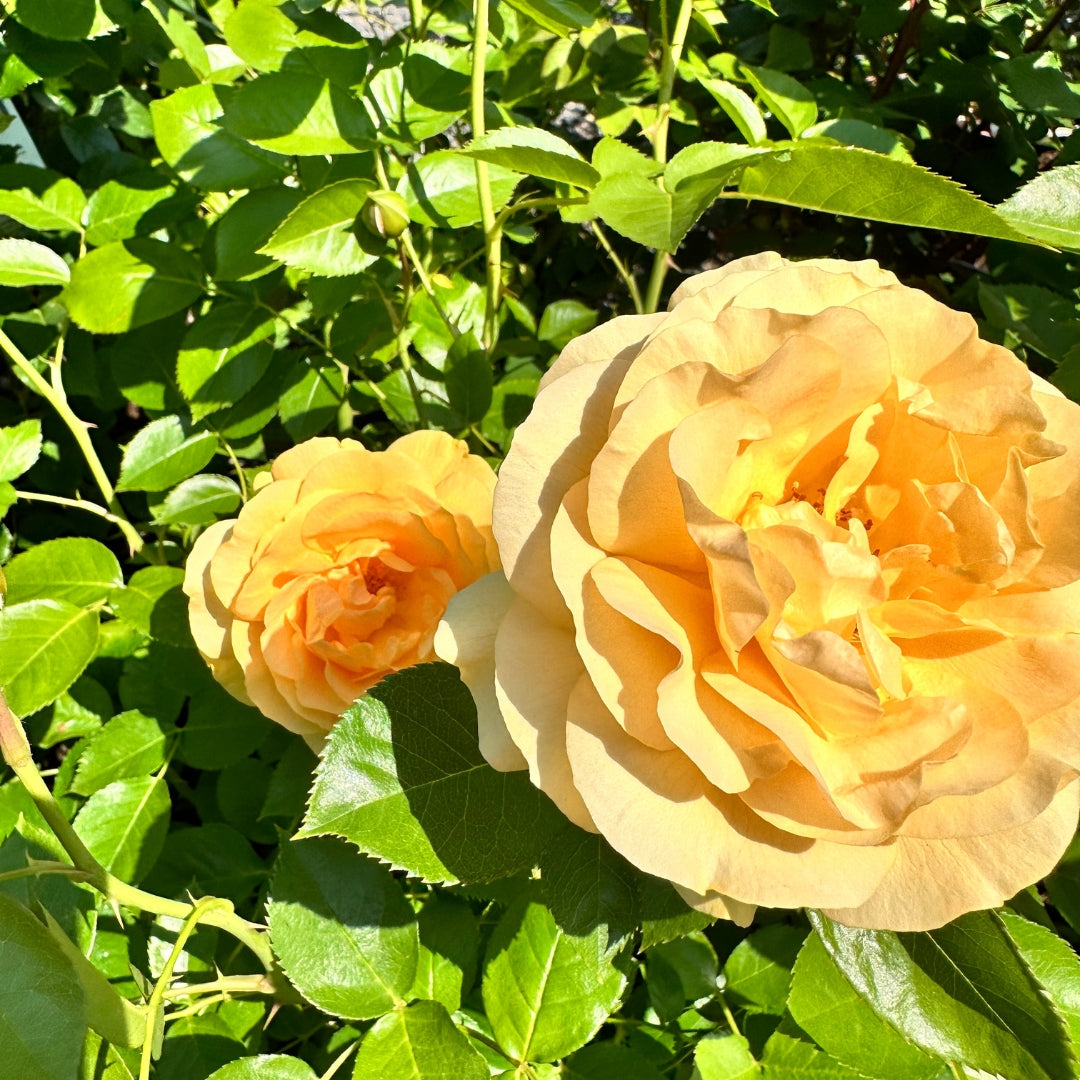 Floribunda | Julia Child