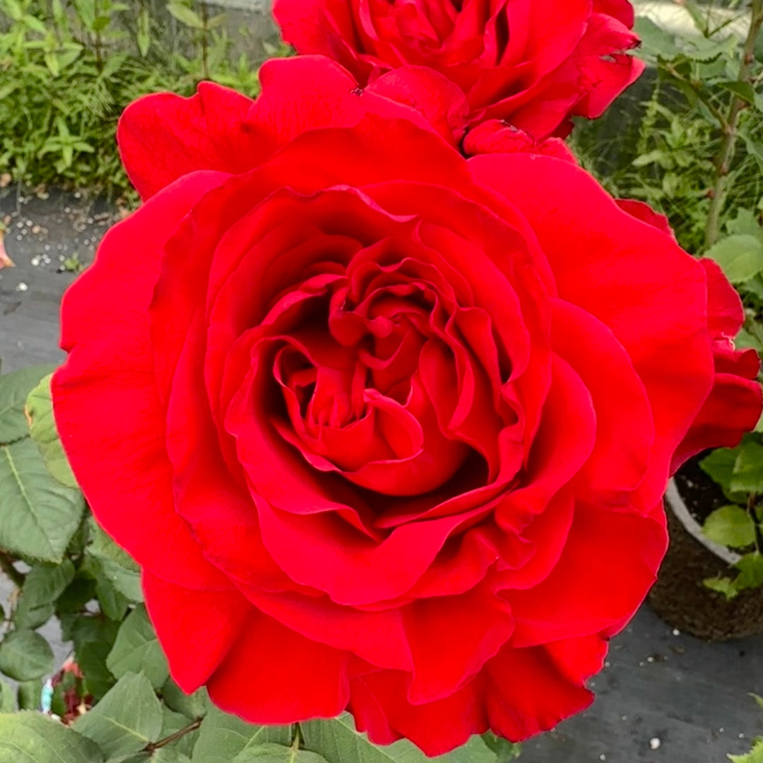 Hybrid Tea | Legends