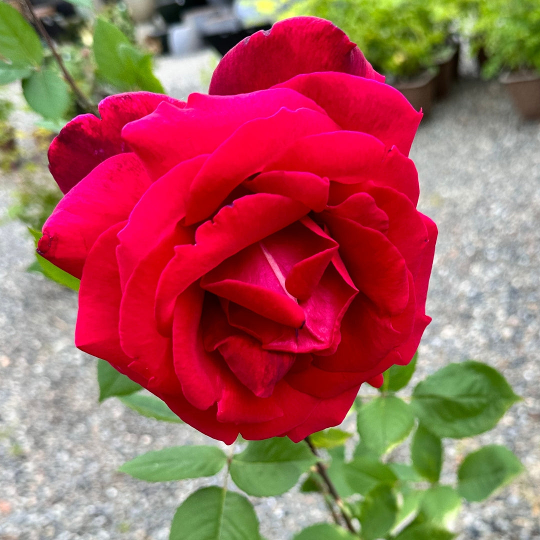 Hybrid Tea | Mister Lincoln