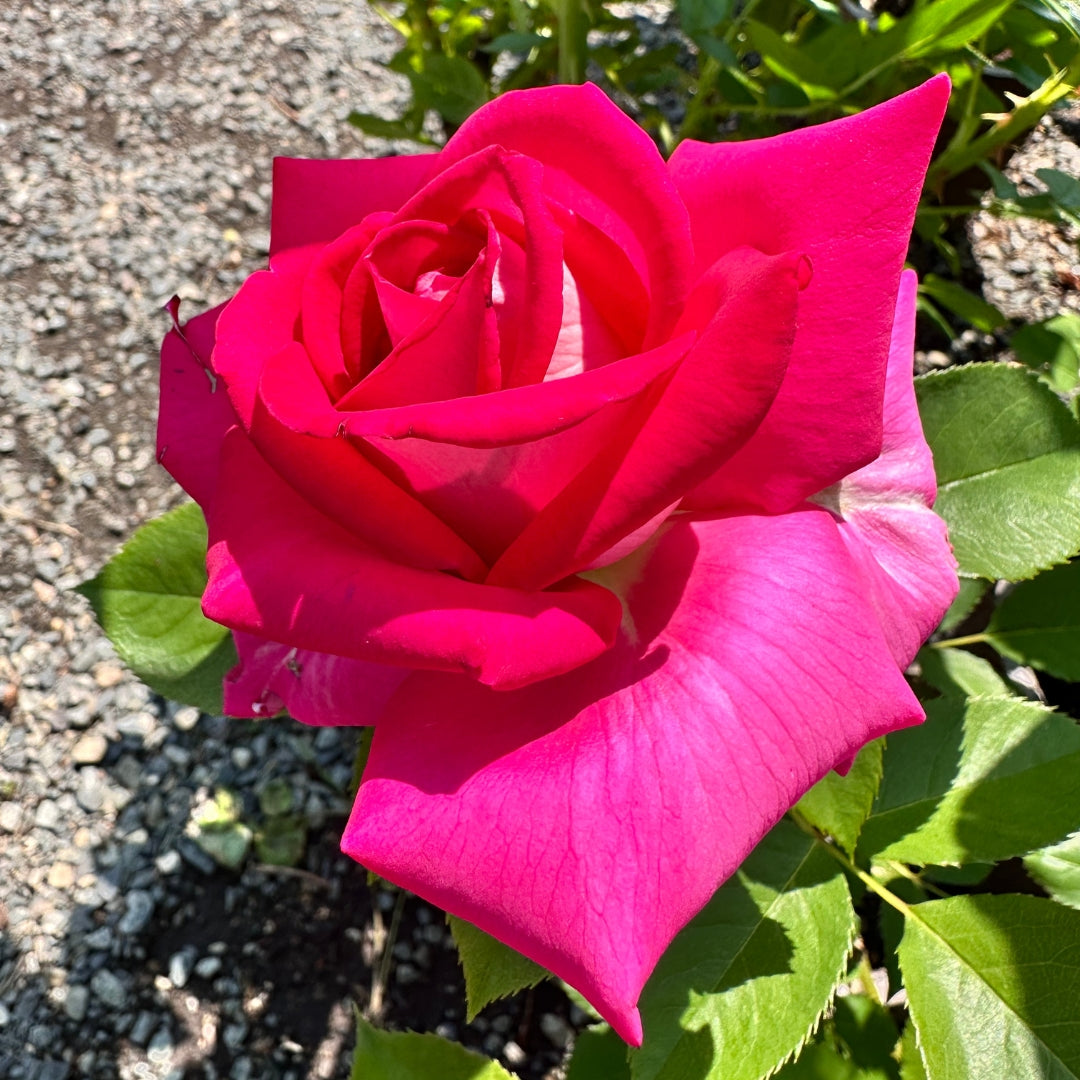 Hybrid Tea | Picture Perfect