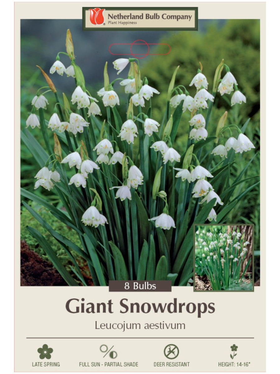 Leucojum 'Giant Snowdrops' - Bulb Pack