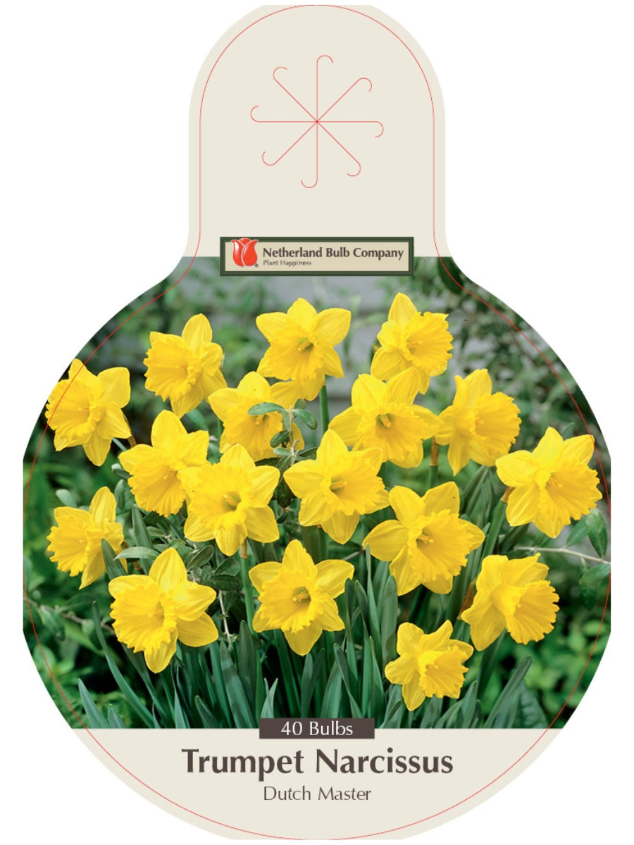Narcissus 'Dutch Master' - Super Bulb Pack