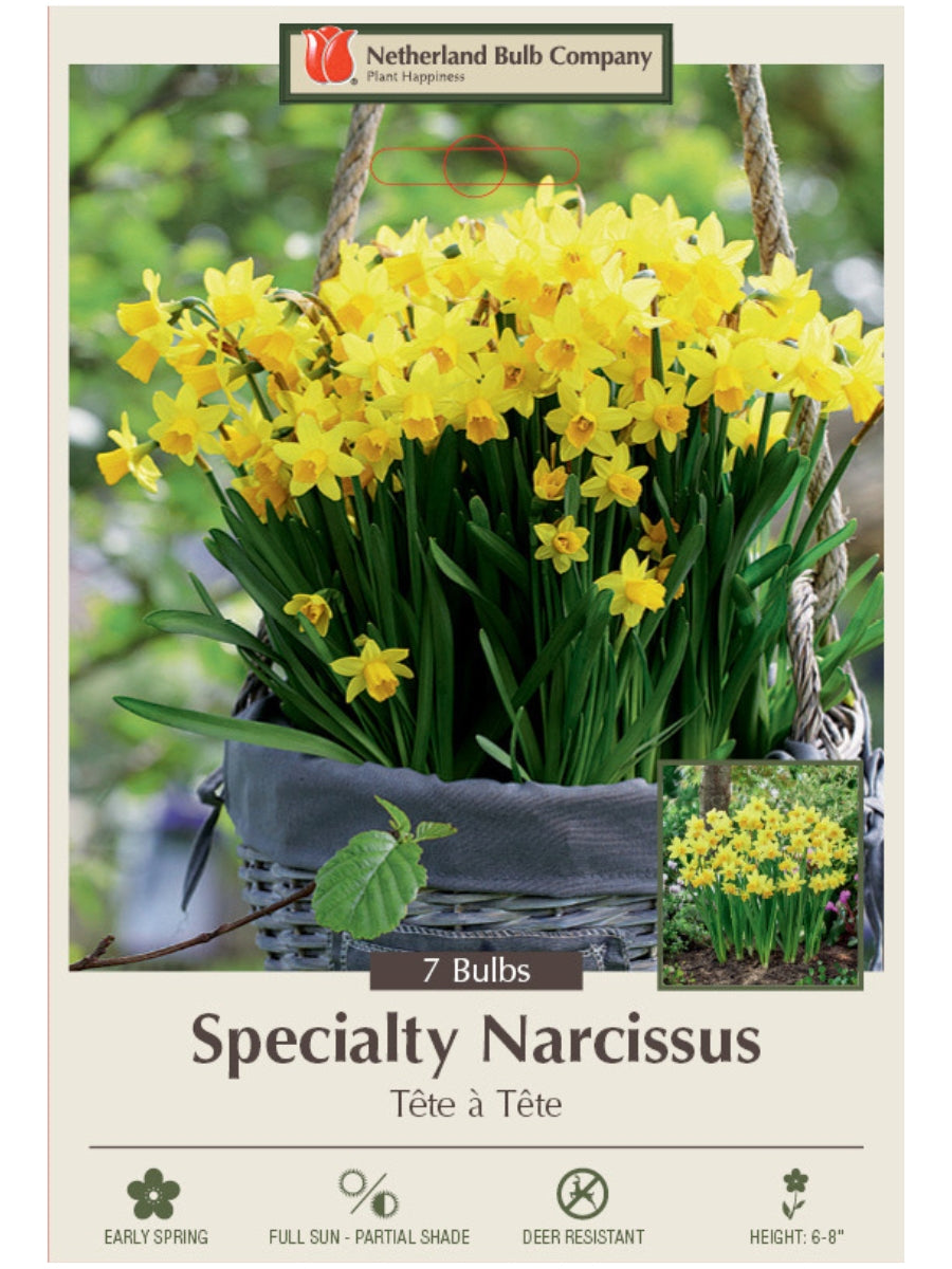 Narcissus 'Tete a Tete' - Bulb Pack