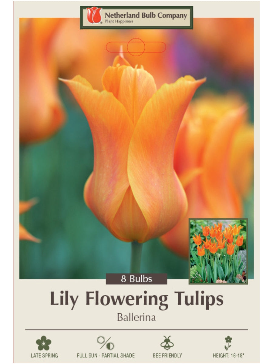 Tulip 'Ballerina' - Bulb Pack