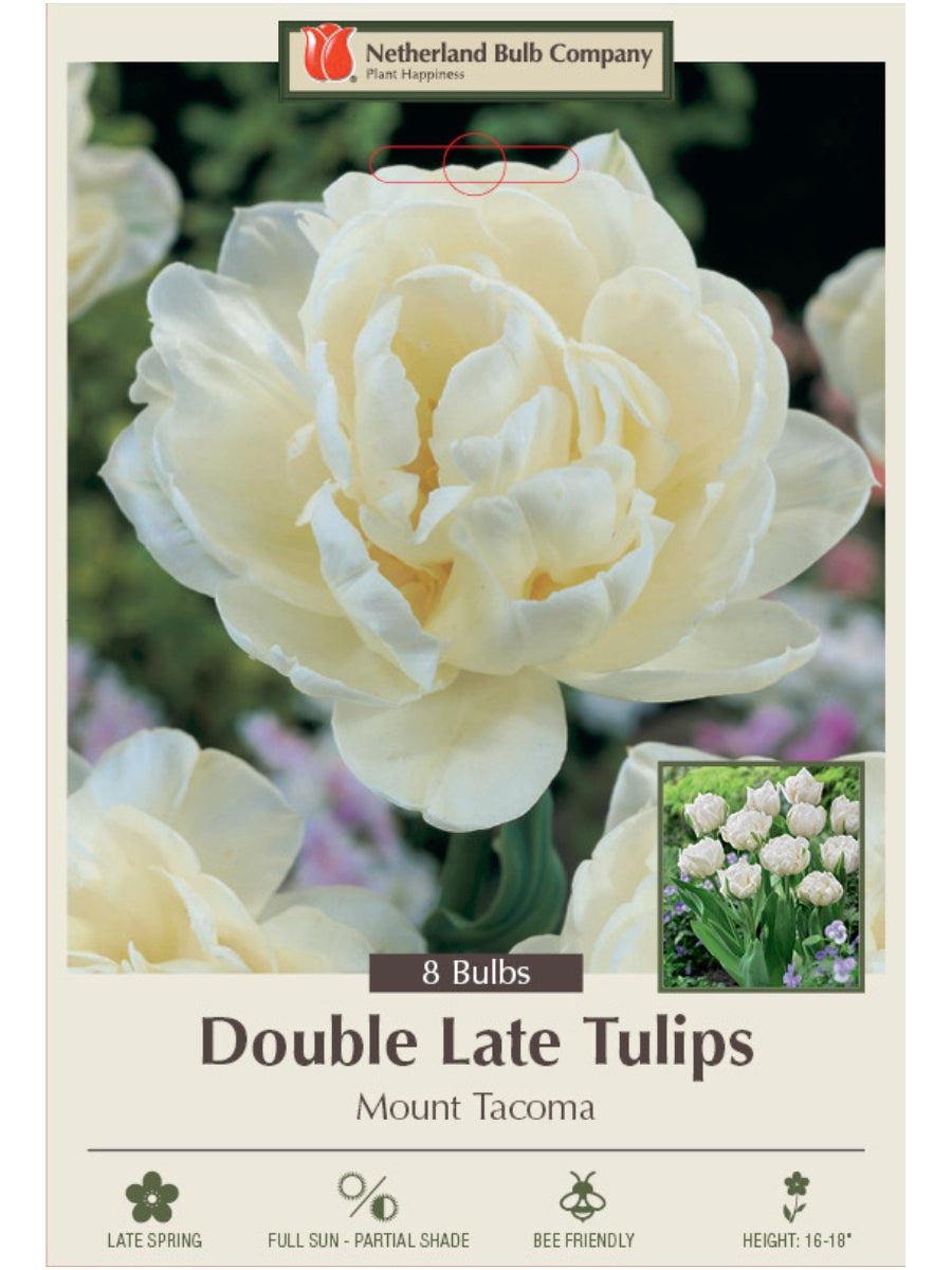 Tulip 'Mount Tacoma' - Bulb Pack