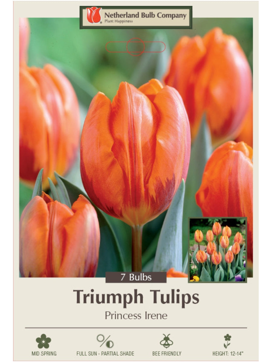 Tulip 'Princess Irene' - Bulb Pack