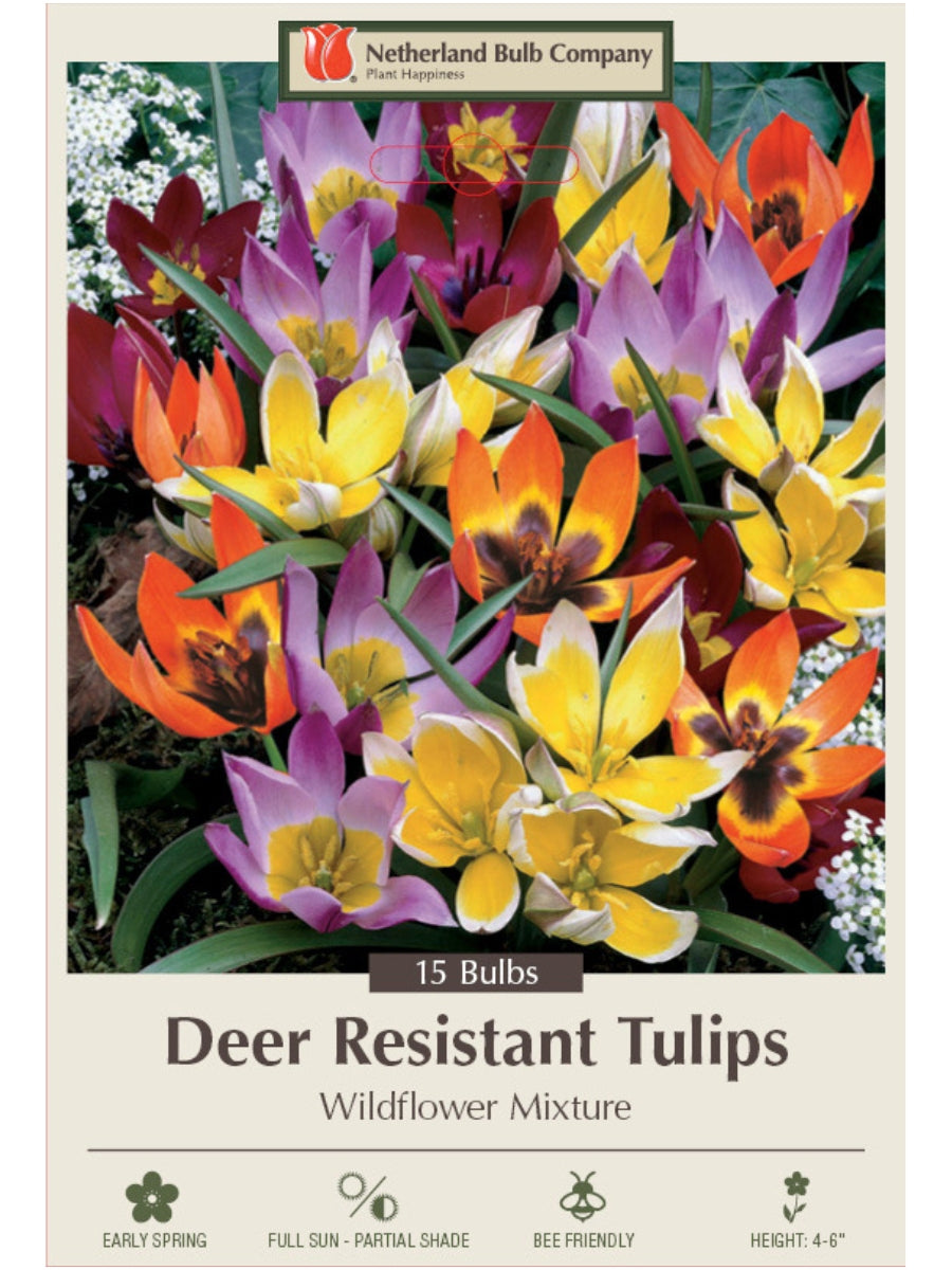 Tulip Deer Resistant 'Wildflower' Mix - Mixed Bulb Pack
