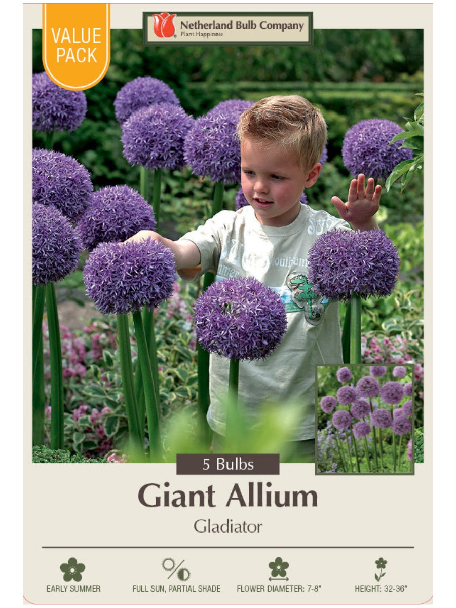 Allium 'Gladiator' - Value Bulb Pack