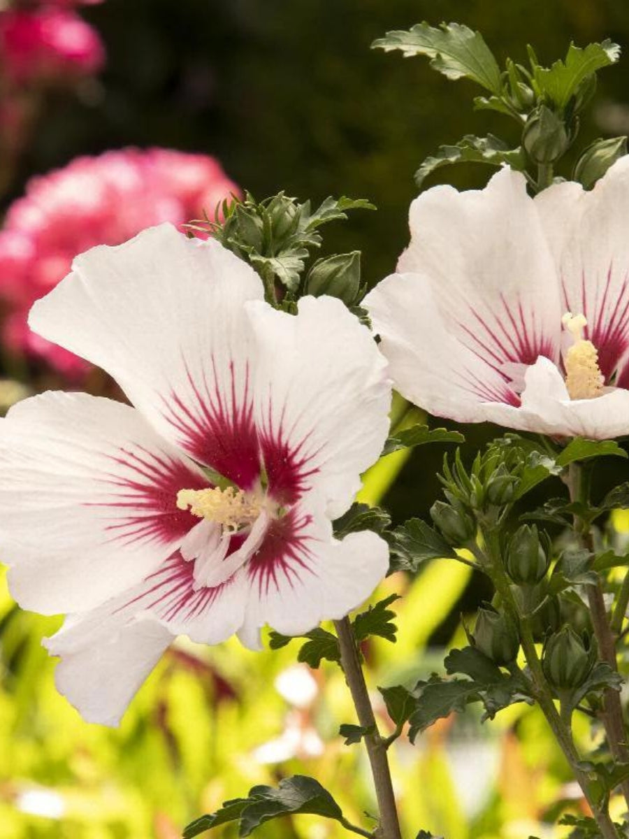 Hibiscus Rose of Sharon Chantilly 5G Tree