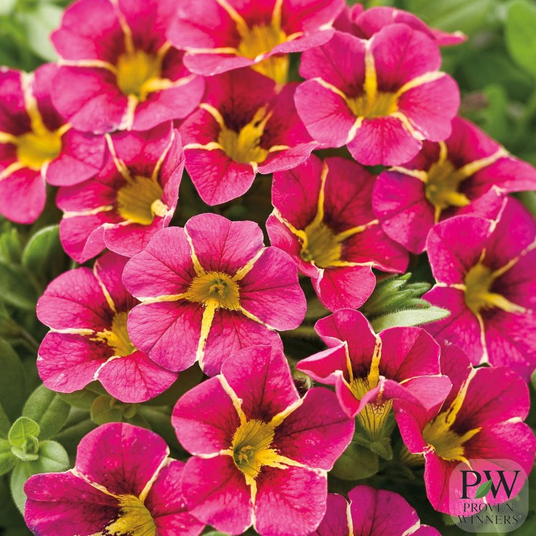 Calibrachoa Superbells® Cherry Star 4.5