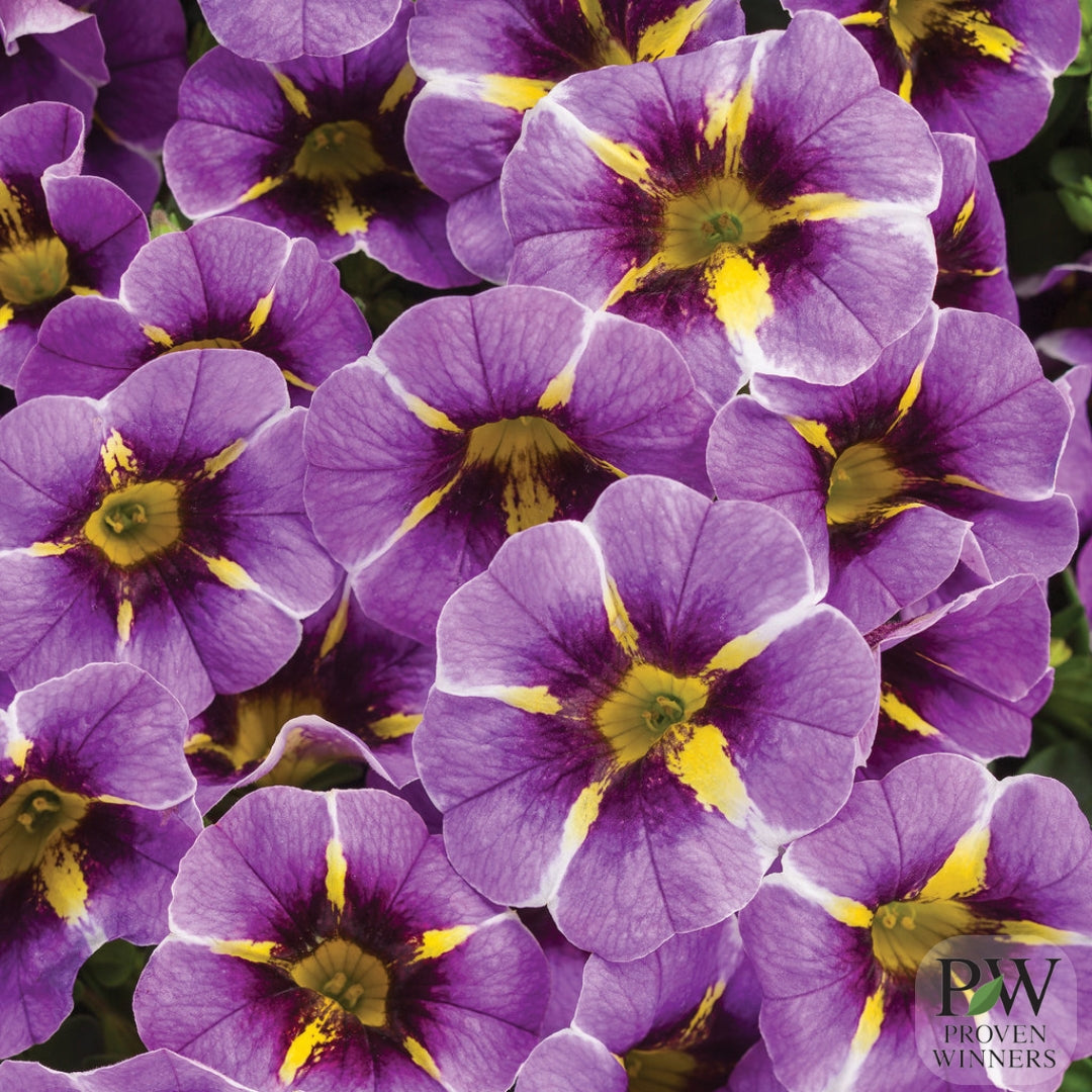 Calibrachoa Superbells®️ Evening Star™️ 4.5