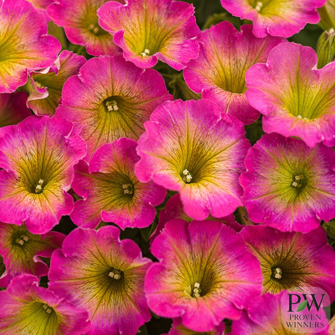 Petunia Supertunia® Daybreak Charm 4.5