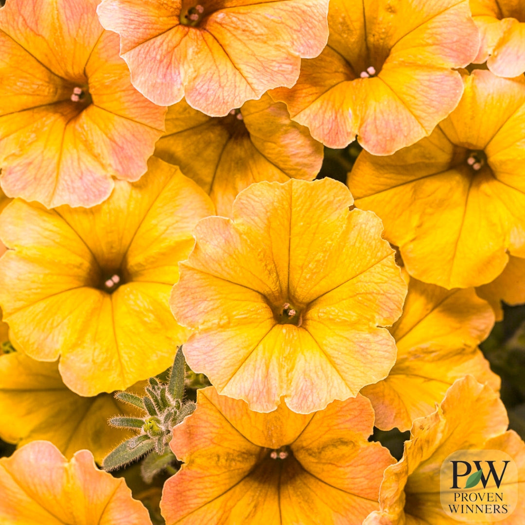 Petunia Supertunia® Honey 4.5