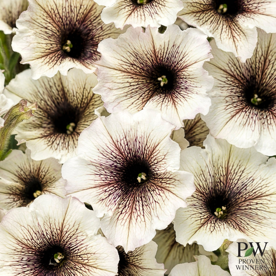 Petunia Supertunia® Latte 4.5"