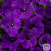 Petunia Supertunia® Royal Velvet 4"